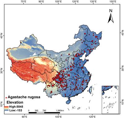 Prediction of potential distribution areas and priority protected areas of Agastache rugosa based on Maxent model and Marxan model